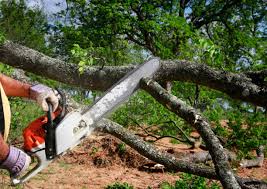 Best Root Management and Removal  in , IN